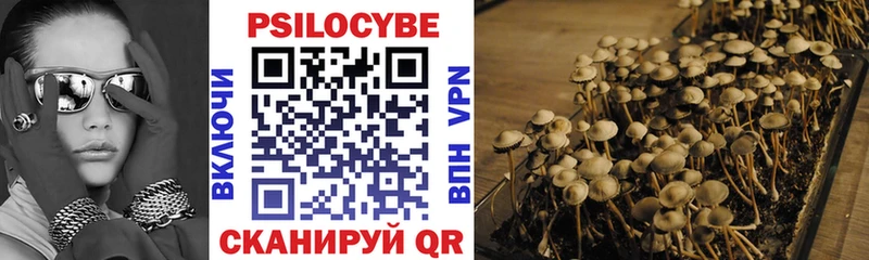 Псилоцибиновые грибы Psilocybe  Приволжск 